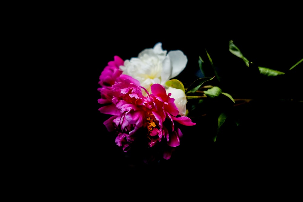 검은 배경에 흰색과 분홍색 꽃