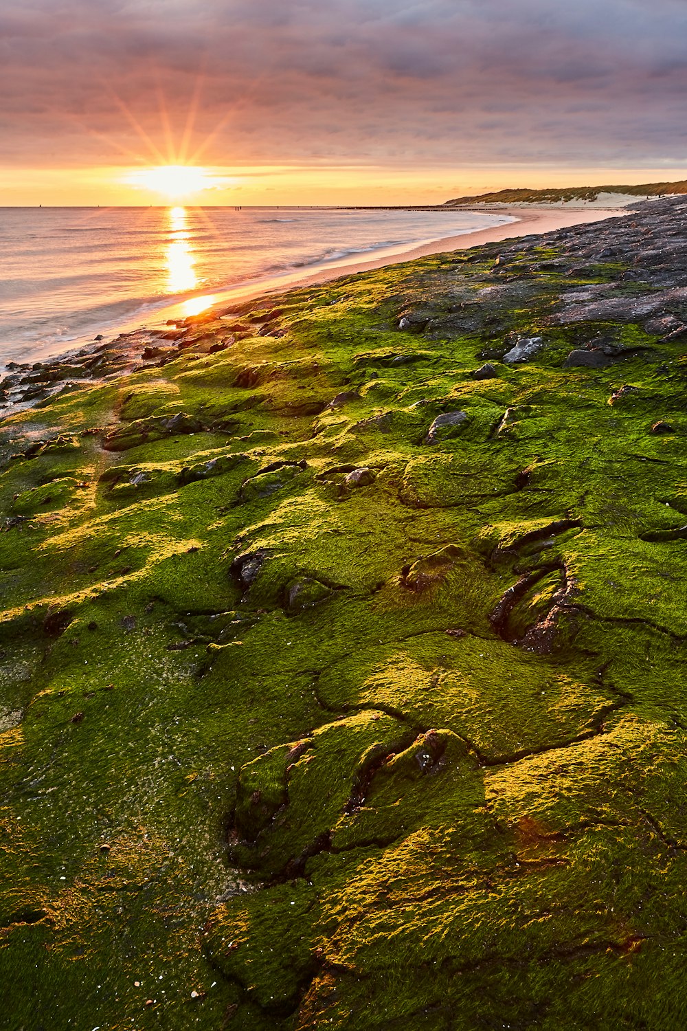 muschio verde in riva al mare durante il giorno