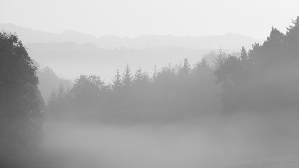 green trees on foggy weather