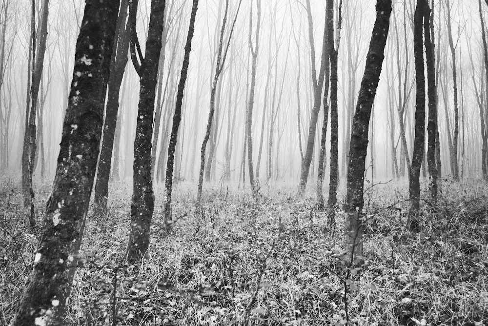 grayscale photo of trees in forest