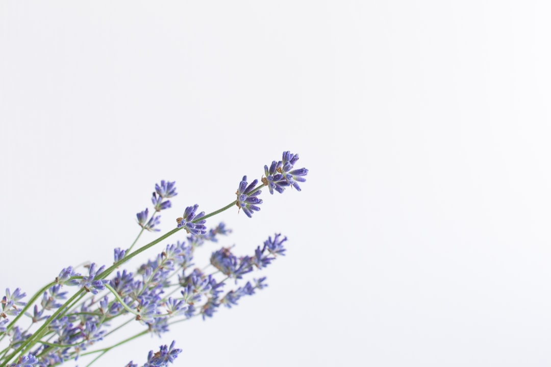 Natural Terpenes - Lavender