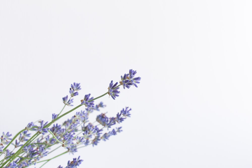 white flowers with green leaves