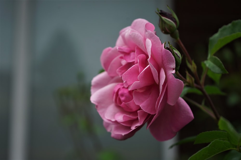 pink rose in bloom during daytime