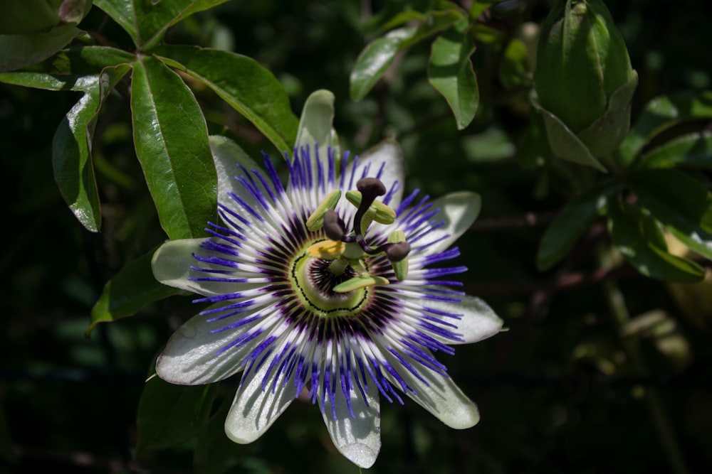 purple and white flower in macro shot