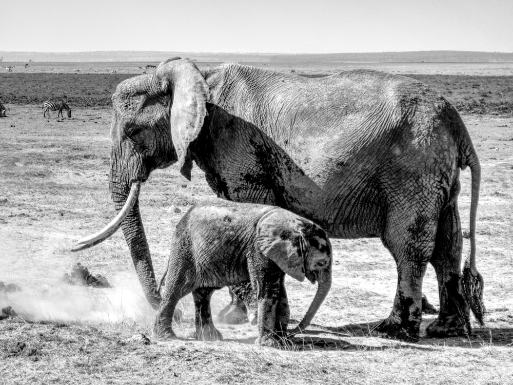 grayscale photo of three elephants