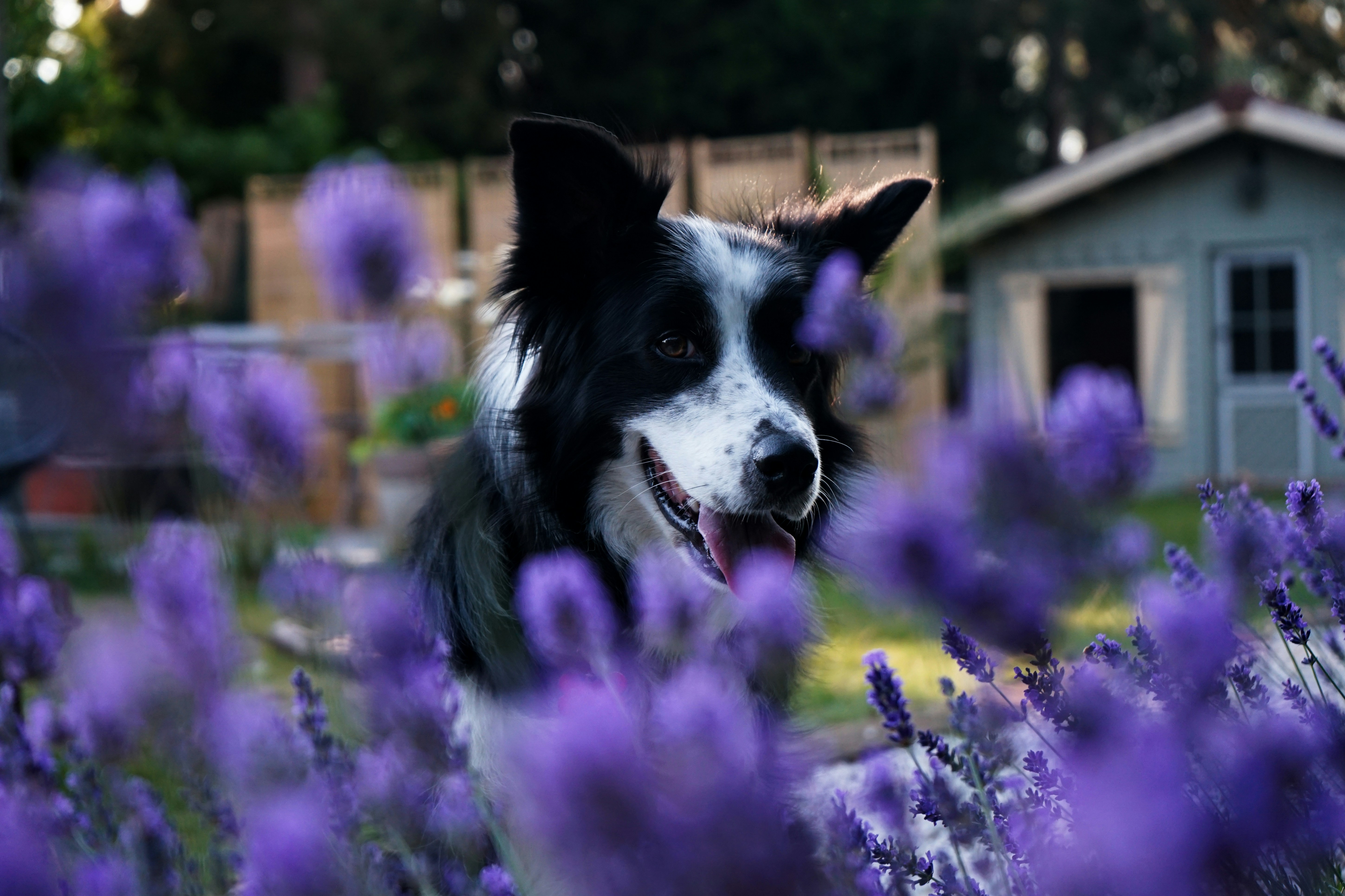 Border collie among purple flowers
