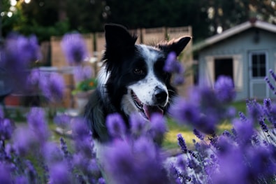 K-SCOOPS.com | Mindful Moments - Garden Buddies: Growing Together, Cultivating Connection