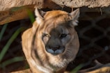 A cougar with a tan coat and piercing eyes is sitting in the shade. The animal's intense gaze is directed at the camera, and its right ear is slightly bent back. The lighting creates a contrast, highlighting the features of the cougar.