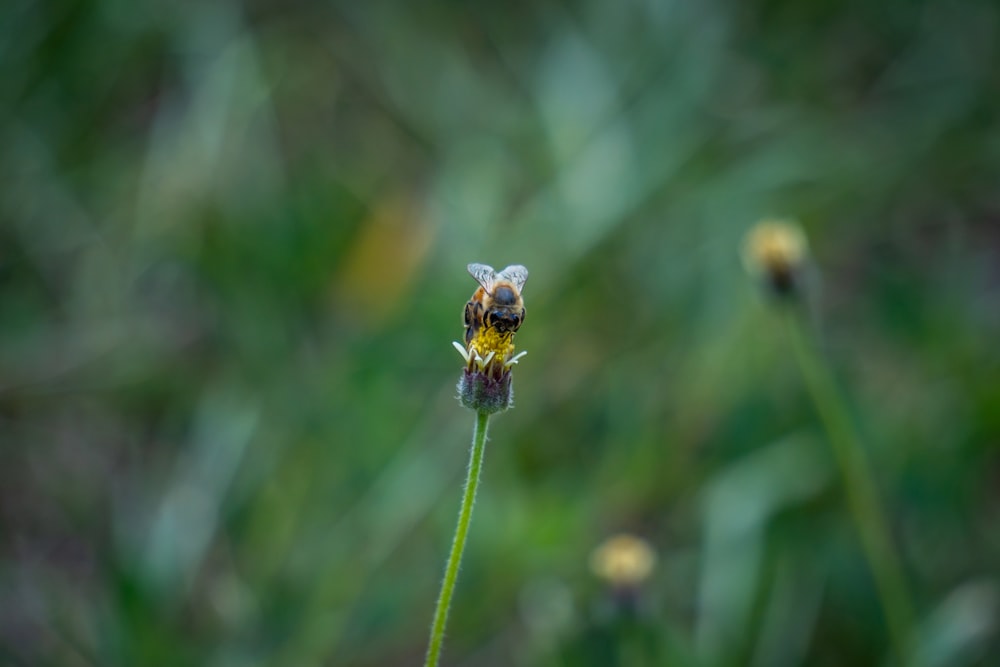 yellow and black bee on green plant