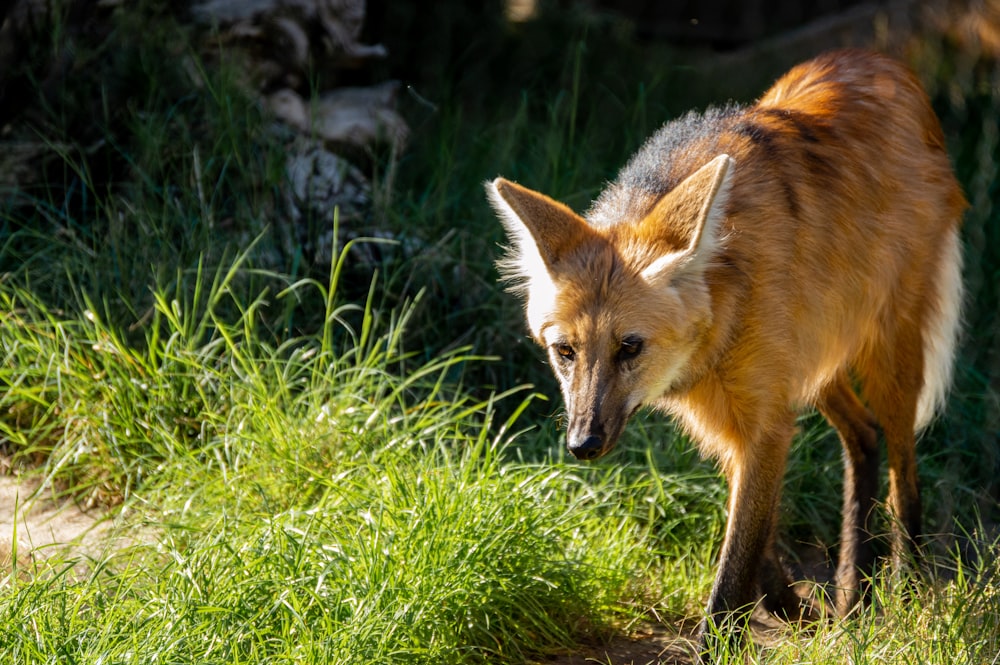 brown and black fox on green grass during daytime