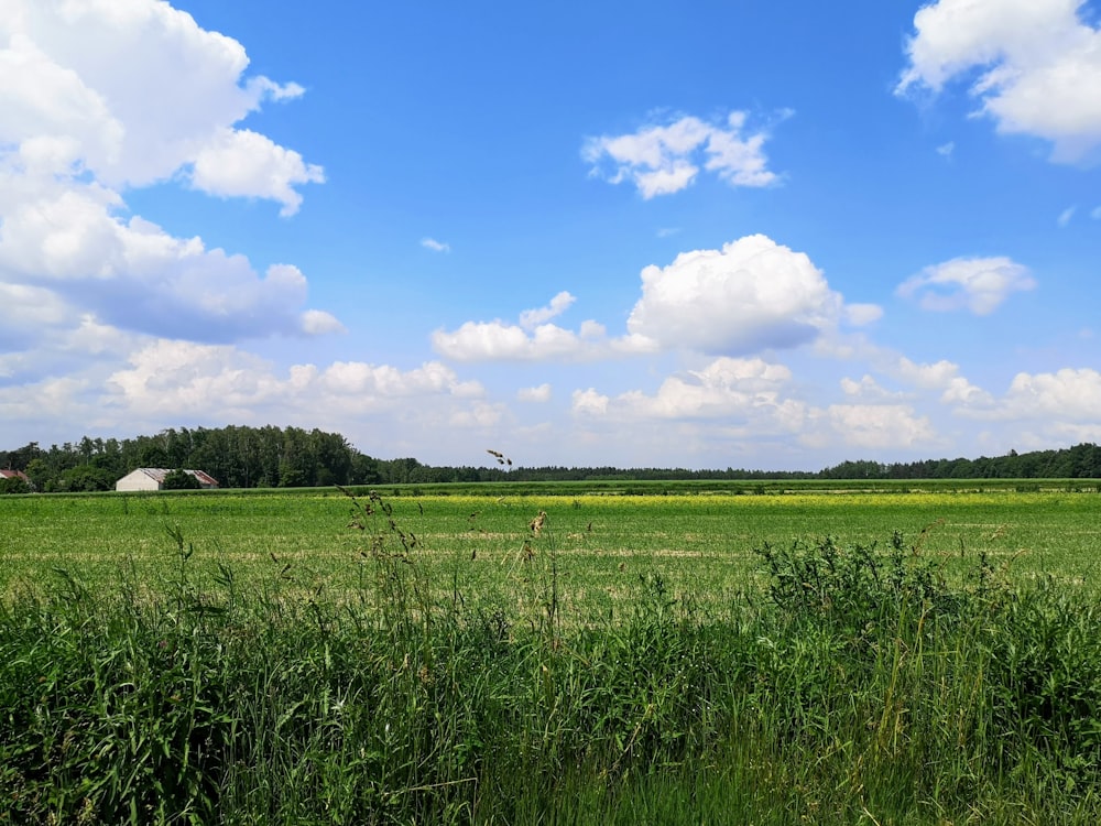 green grass field under blue sky and white clouds during daytime