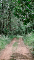 A winding trail through dense forest with vibrant wildflowers along the path.