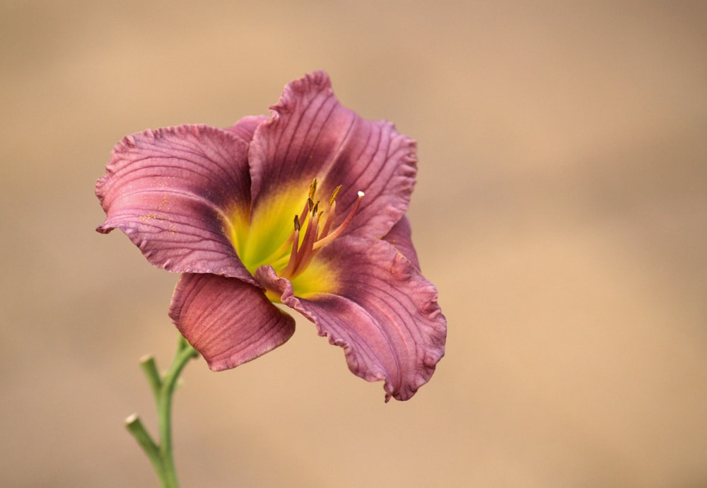 fleur rose et jaune dans une lentille à bascule