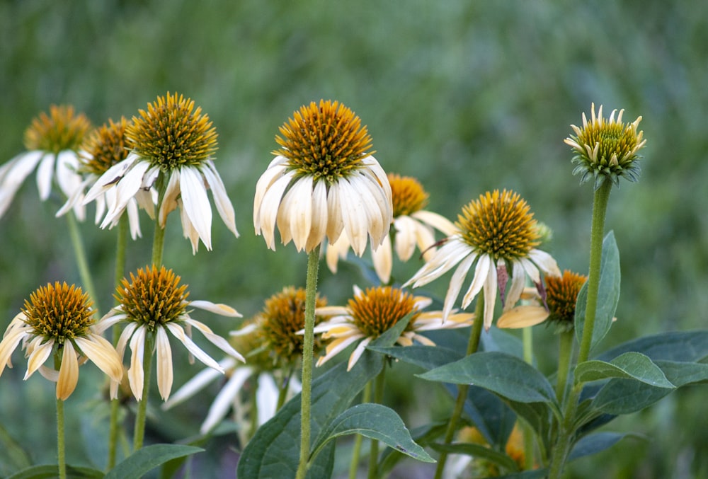 white and yellow flowers in tilt shift lens