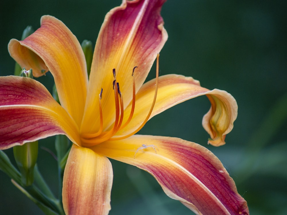 Lys jaune et rouge en fleurs pendant la journée