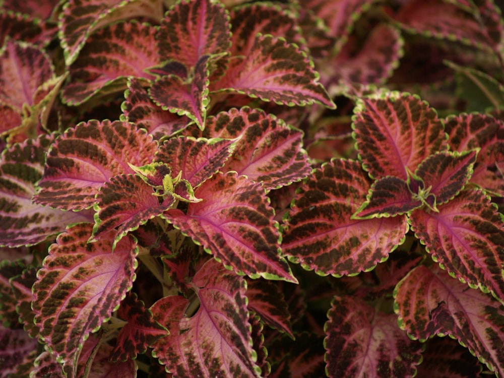 Planta rosa y verde en fotografía de primer plano