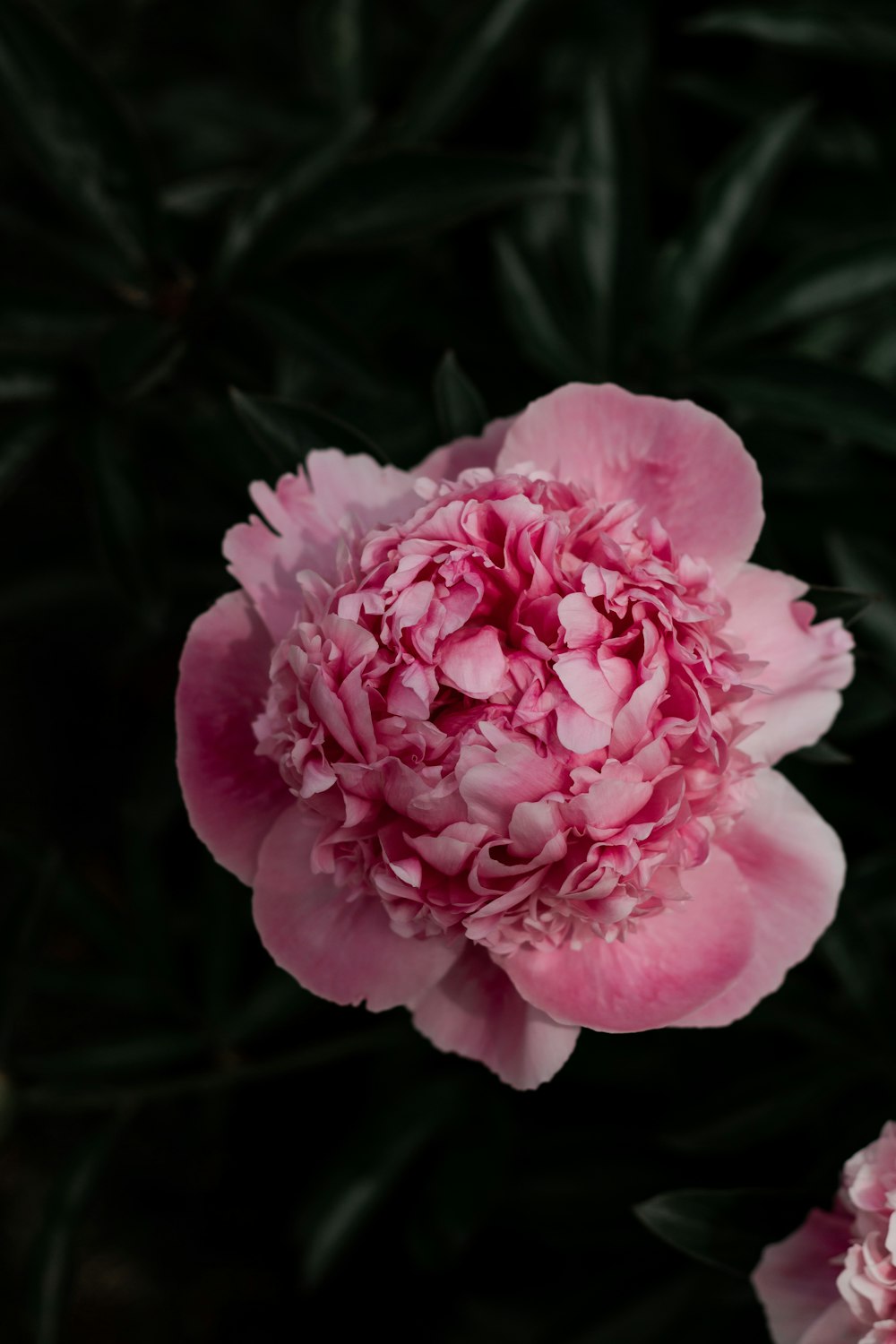 pink flower in close up photography