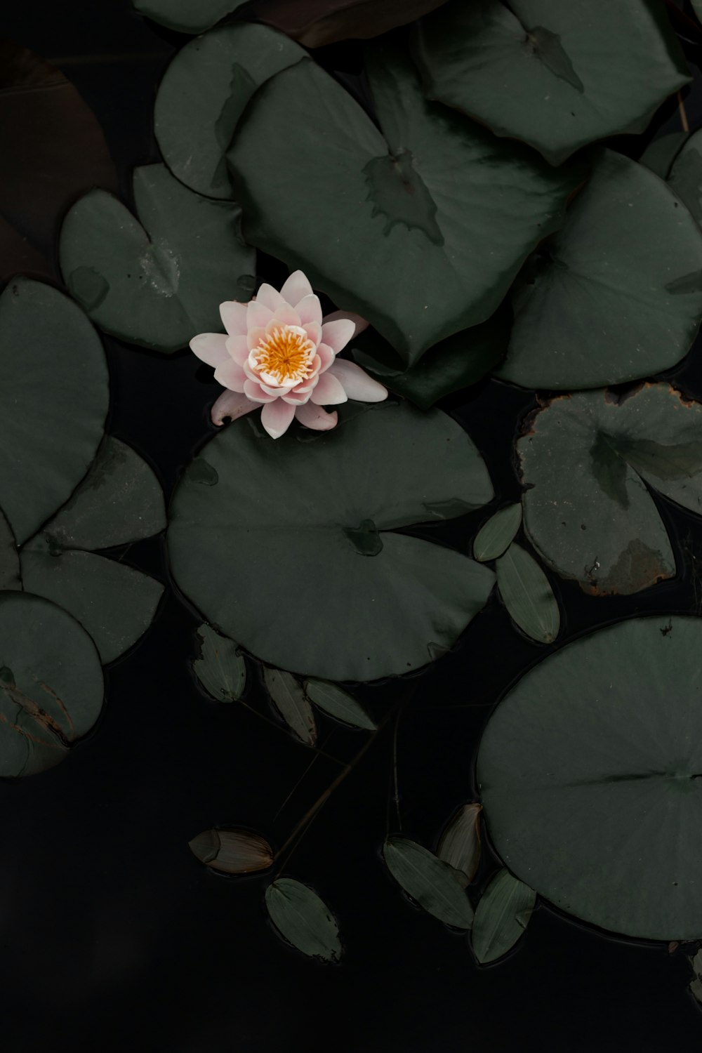 white flower on green leaves