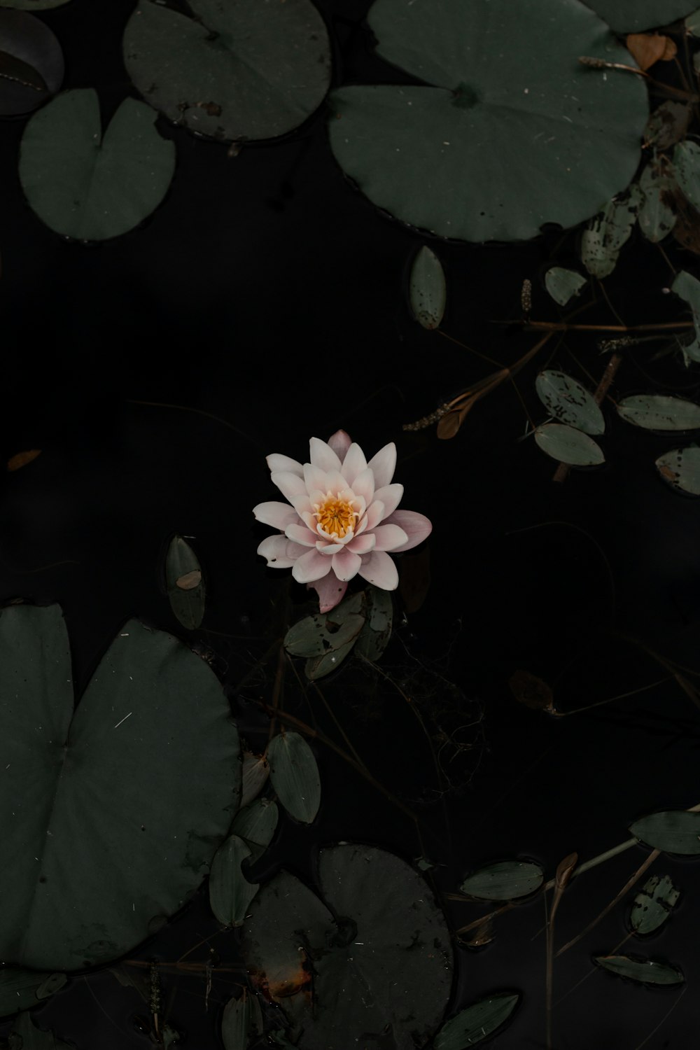 white and pink flower with green leaves