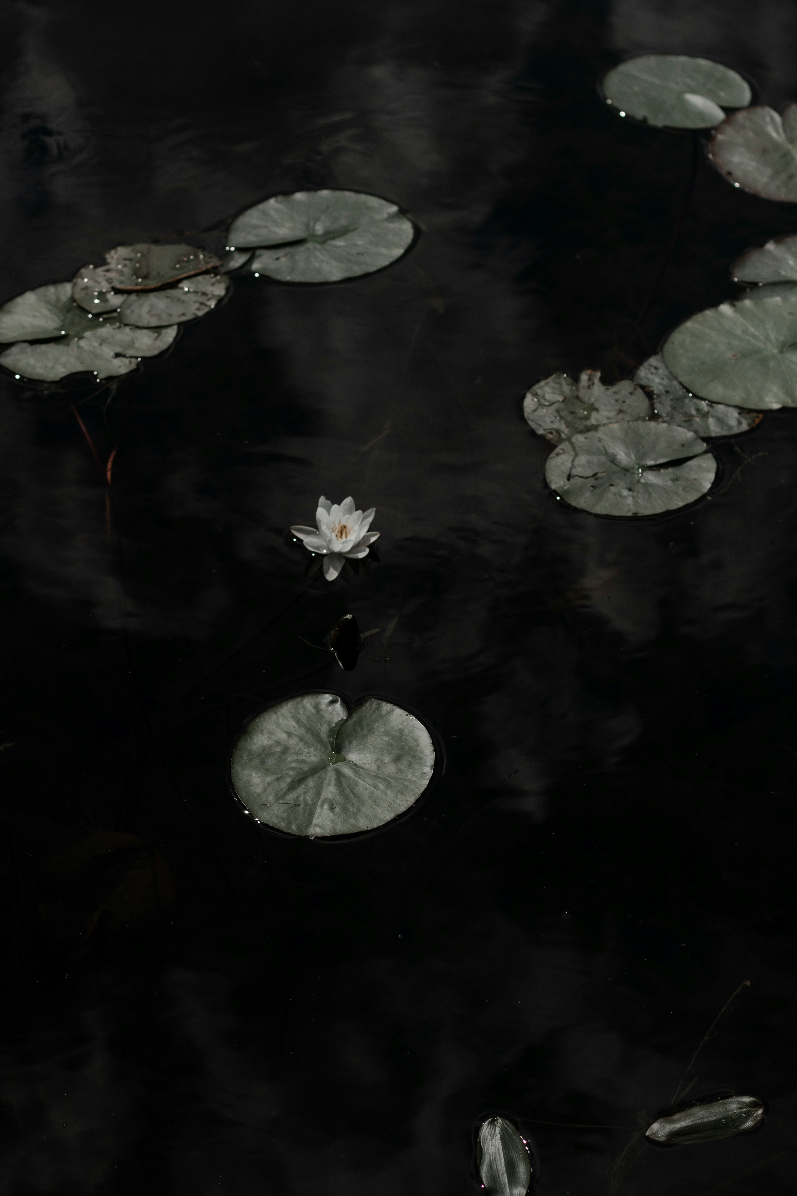 Photo by tinnnc