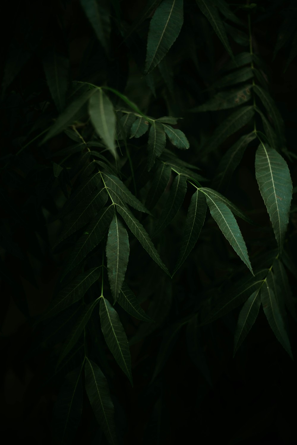 green leaves in close up photography