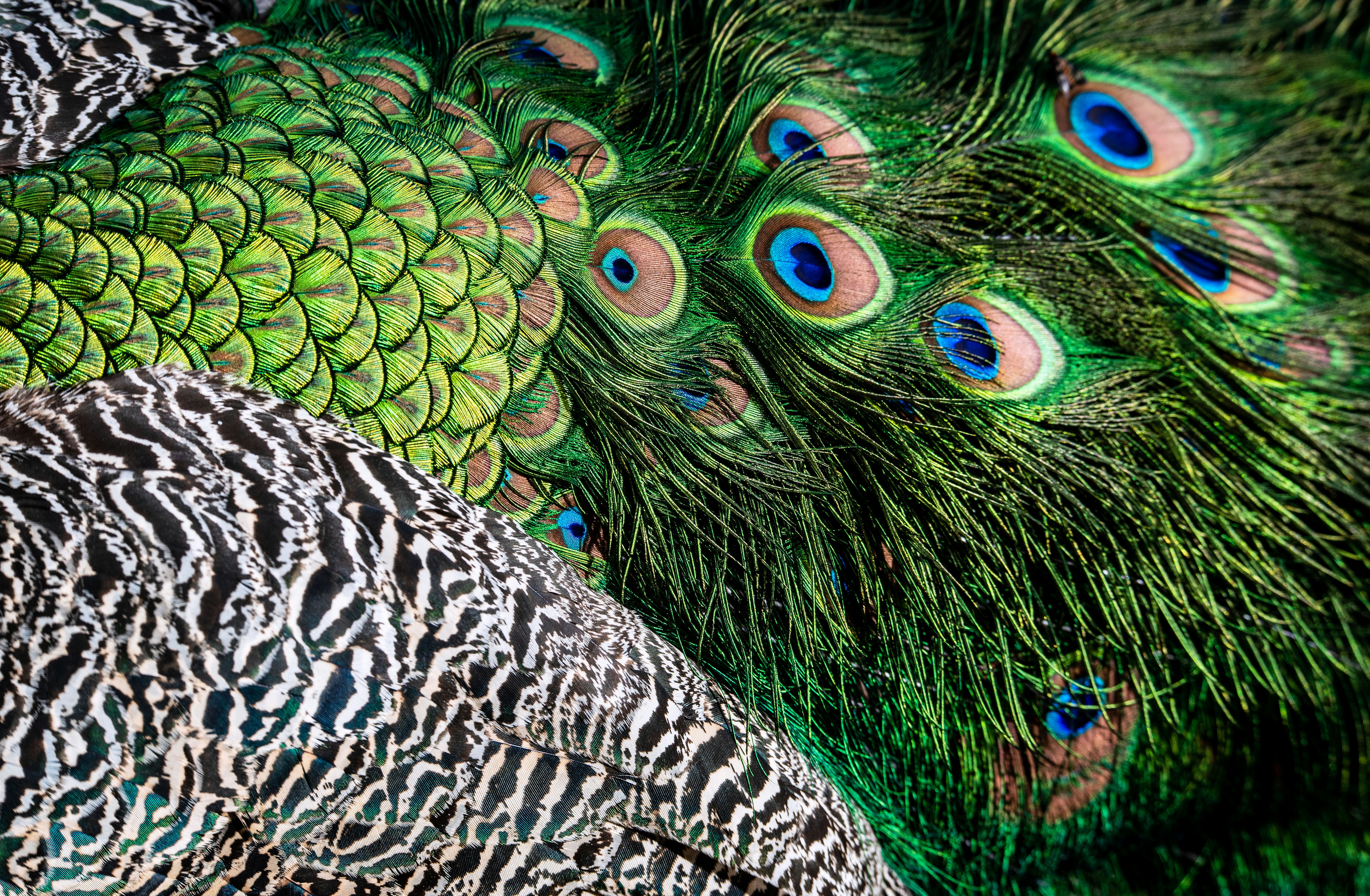 green and blue peacock feather