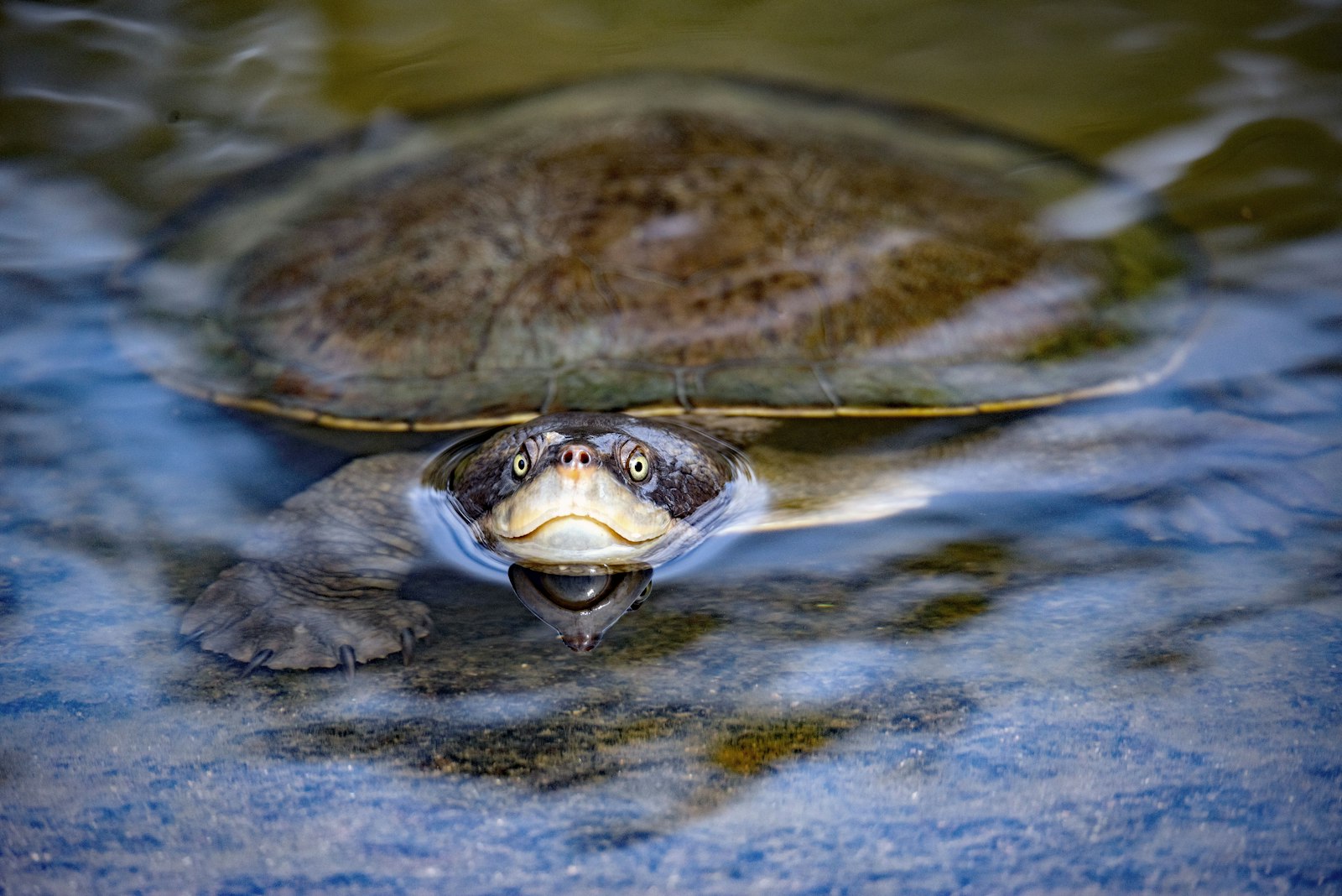 Sigma 150-600mm F5-6.3 DG OS HSM | S sample photo. Brown and black turtle photography