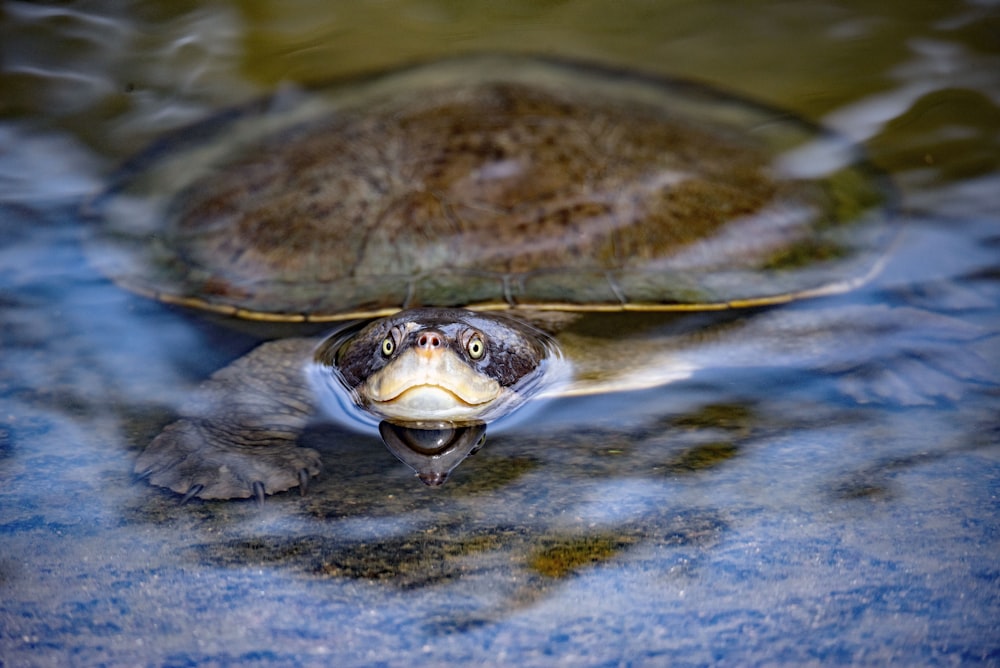 tortuga marrón y negra en el agua