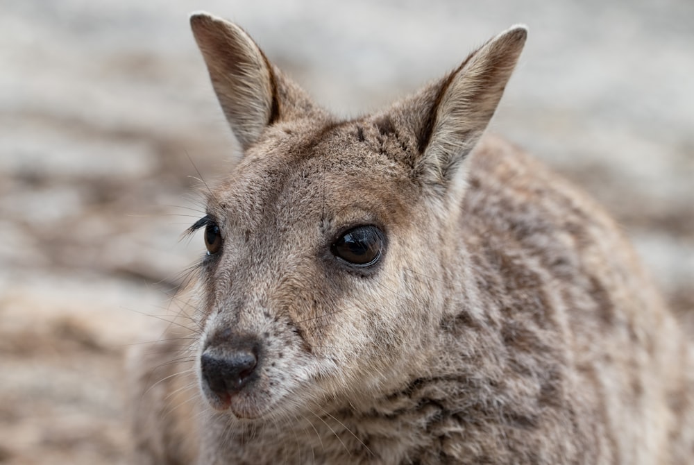 brown kangaroo in close up photography during daytime
