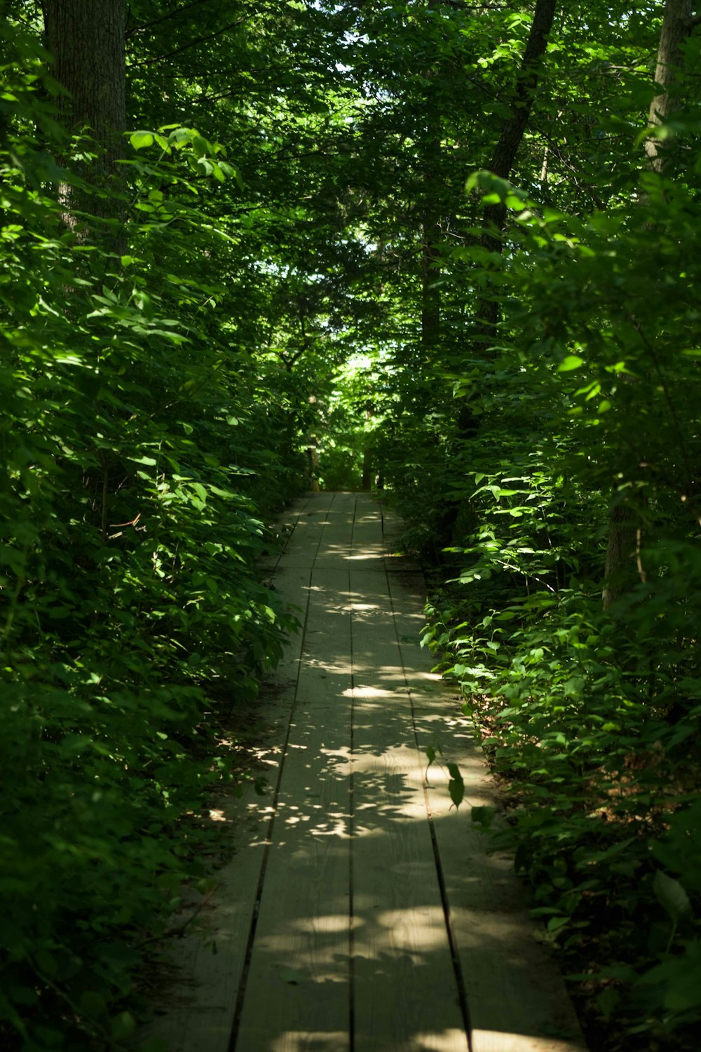 green trees on gray concrete pathway