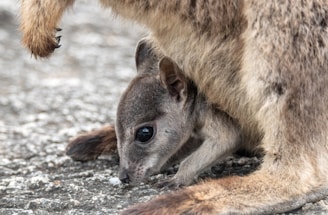 kangaroo joey in pouch macropod