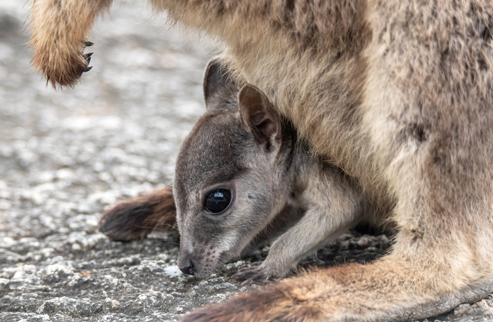 animale marrone e bianco su sabbia grigia durante il giorno