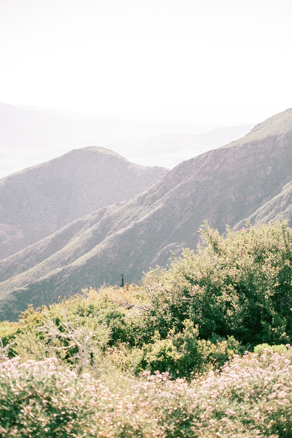 green trees on mountain during daytime