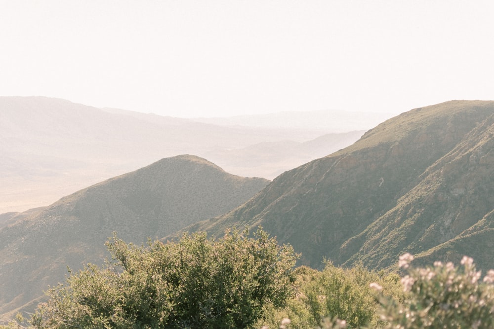 green trees on mountain during daytime