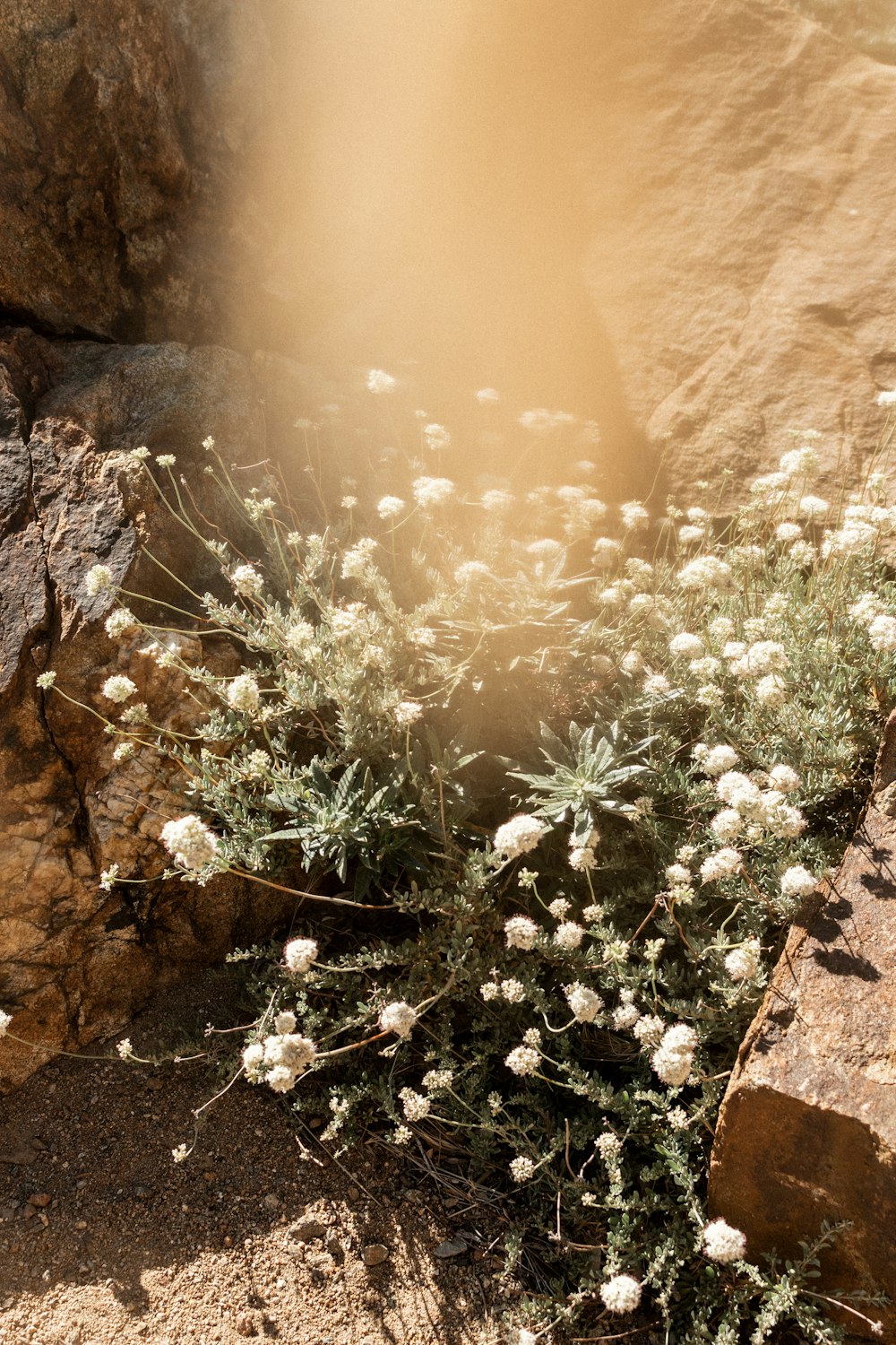 white flowers on brown rocky ground