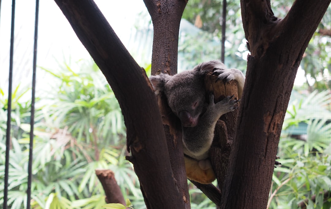 koala bear on tree branch during daytime