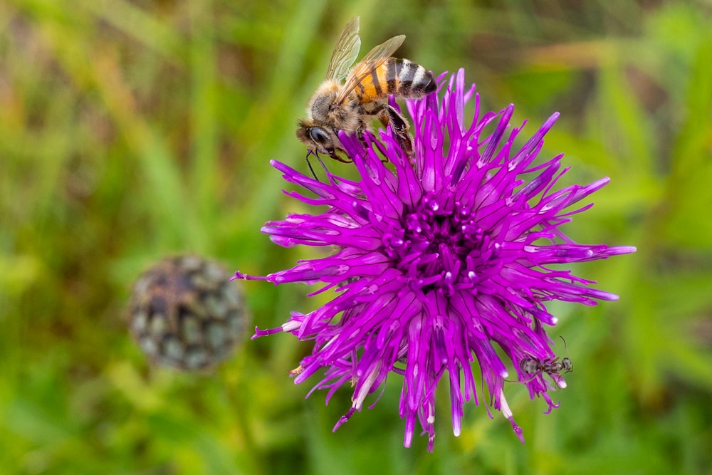 honeybee perched on purple flower in close up photography during daytime