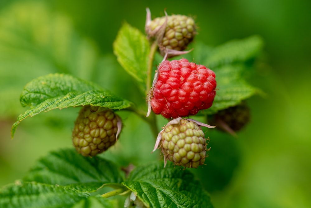 red fruit on green leaf