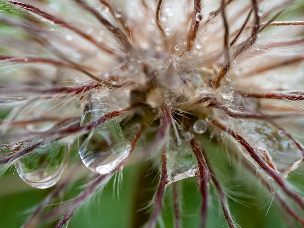 white dandelion in macro photography