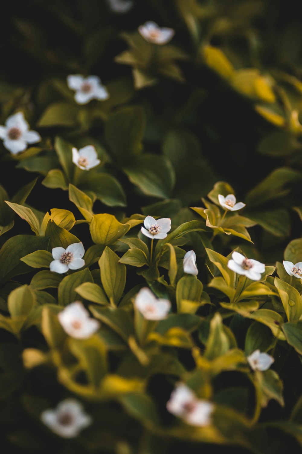 white and yellow flowers with green leaves