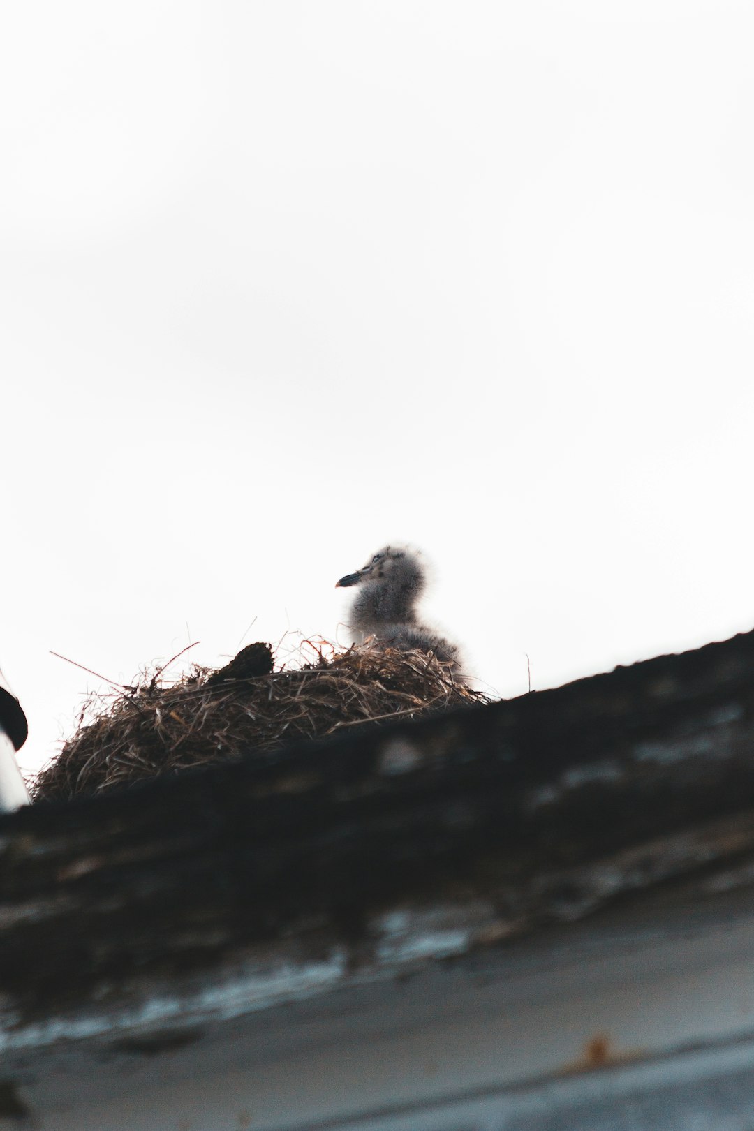 brown bird on brown nest