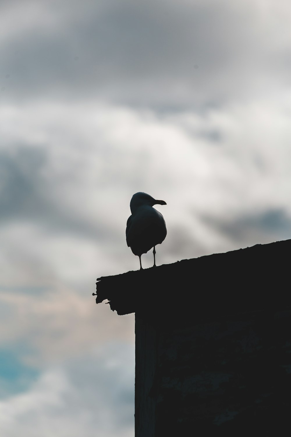 silhouette of bird on top of a building