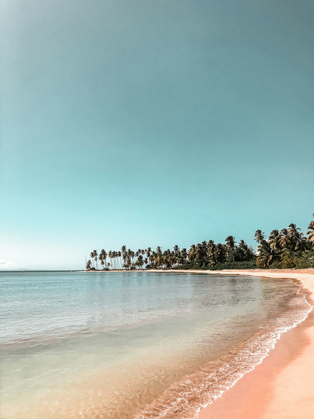 green trees on brown sand beach during daytime