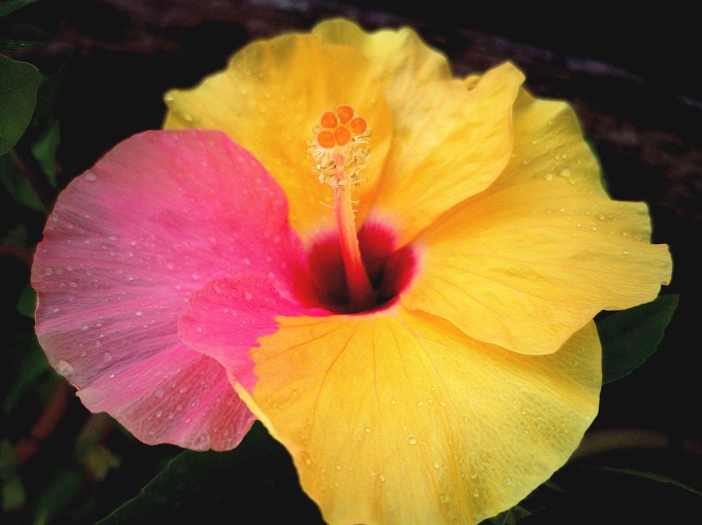 yellow and pink hibiscus in bloom close up photo