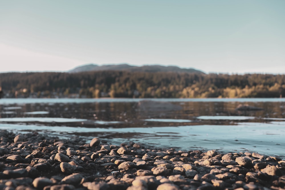 brown rocks on water during daytime