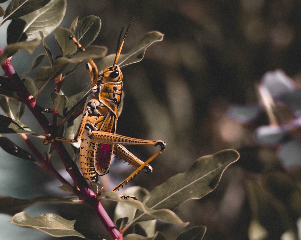 yellow and black grasshopper perched on green leaf in close up photography during daytime