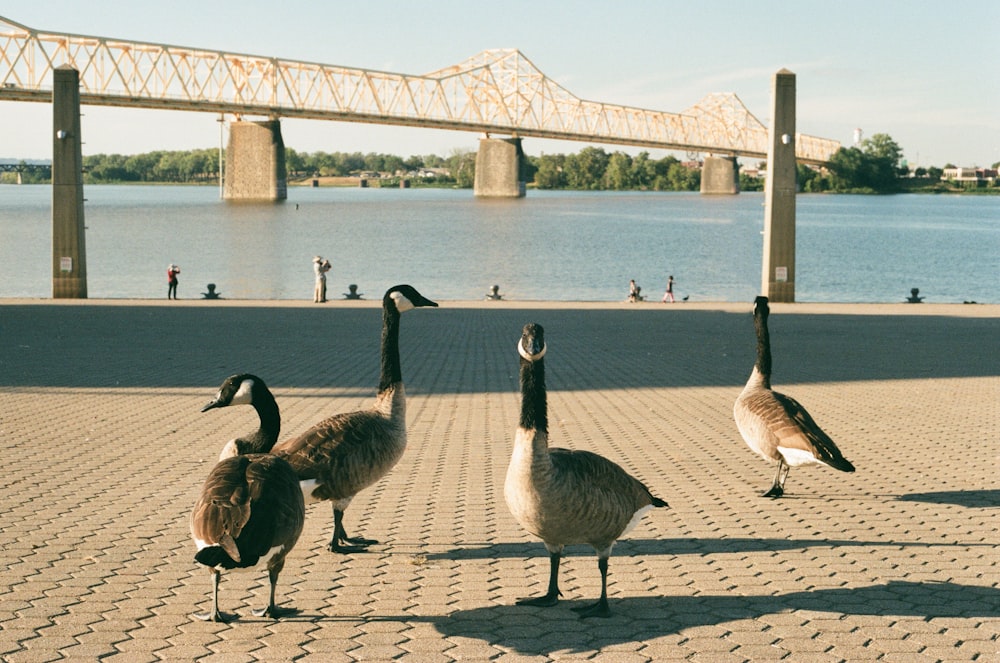 flock of geese on beach during daytime