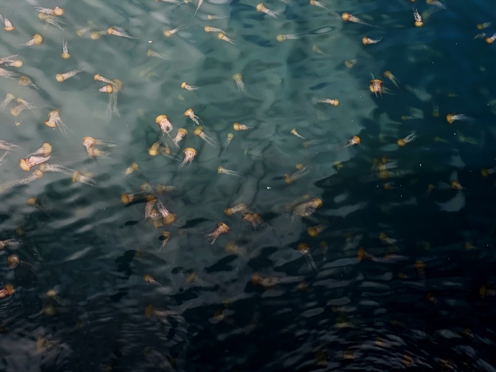 school of fish in water