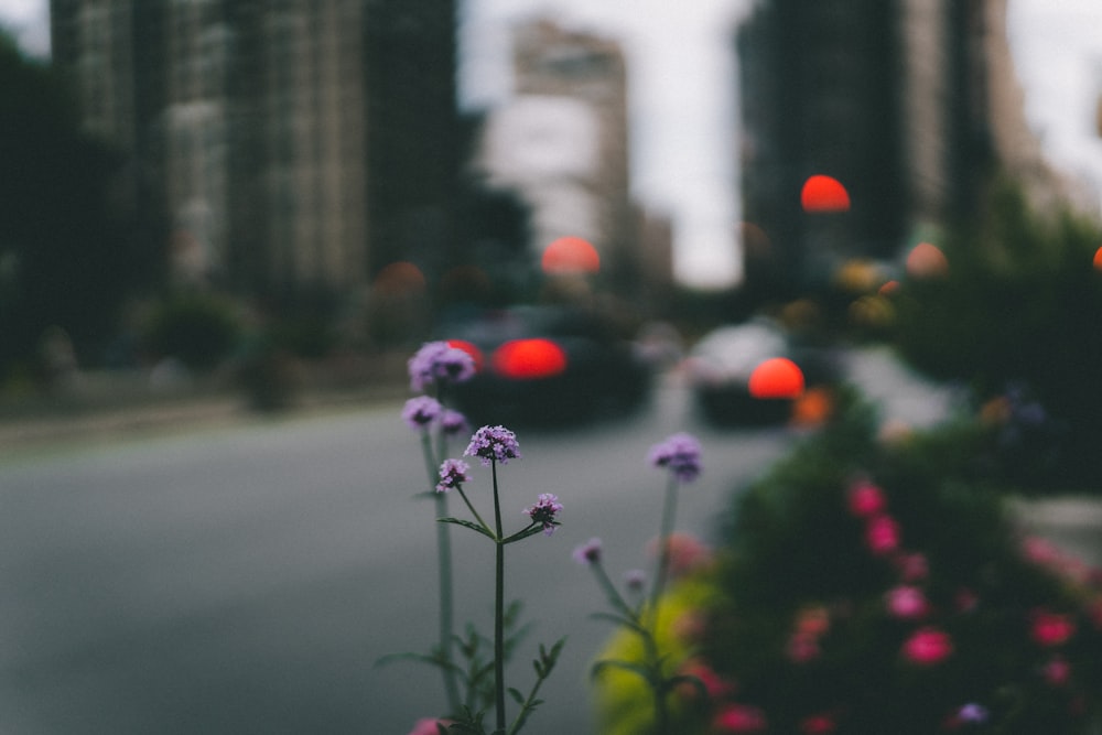 flor púrpura en lente de cambio de inclinación