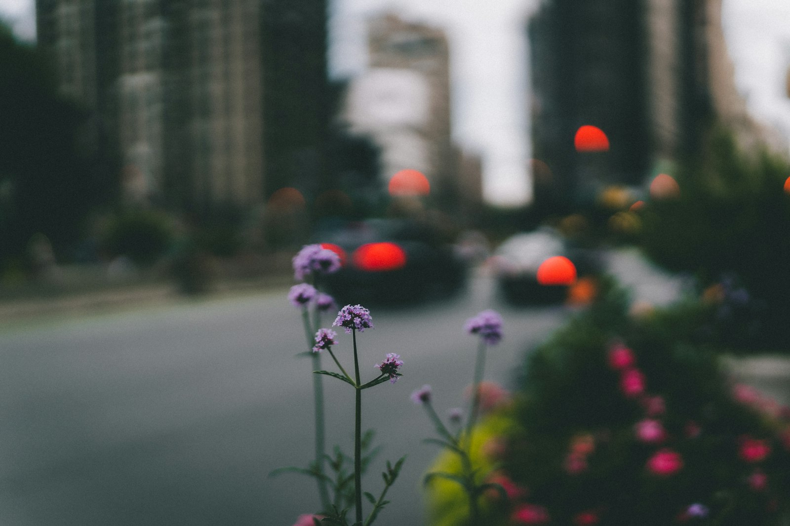 Sigma 35mm F1.2 DG DN Art sample photo. Purple flower in tilt photography